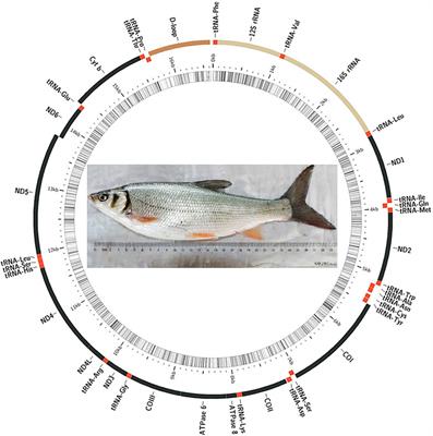 Comparative mitogenomes provide new insights into phylogeny and taxonomy of the subfamily Xenocyprinae (Cypriniformes: Cyprinidae)